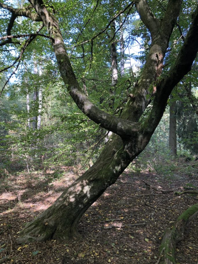 Baum schräg