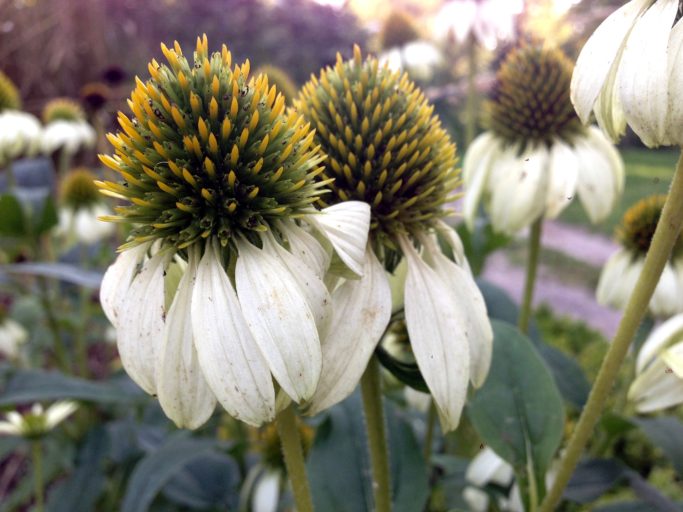 Blumen