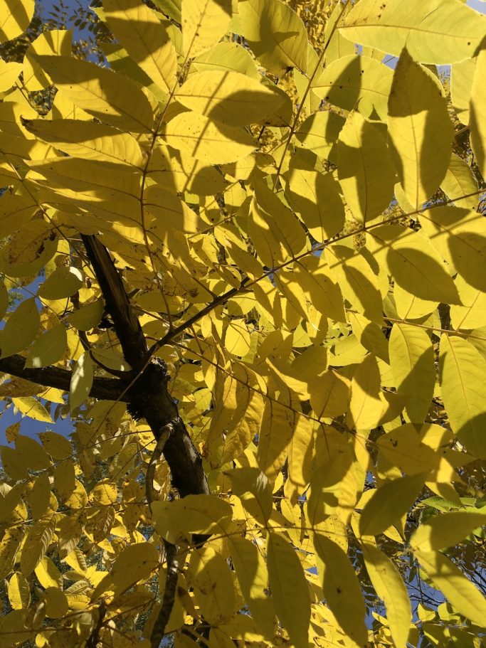 Herbstliche Blätter in der Sonne
