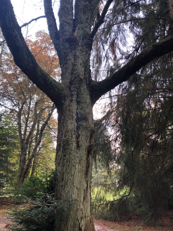 Baum