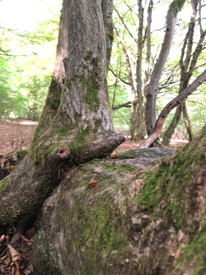 liegender Baum