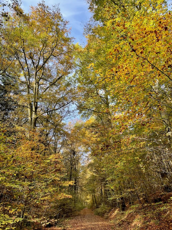 Herbstwald