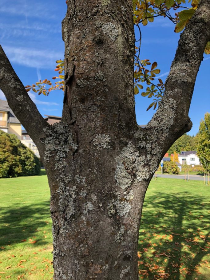 Lustiger Baum