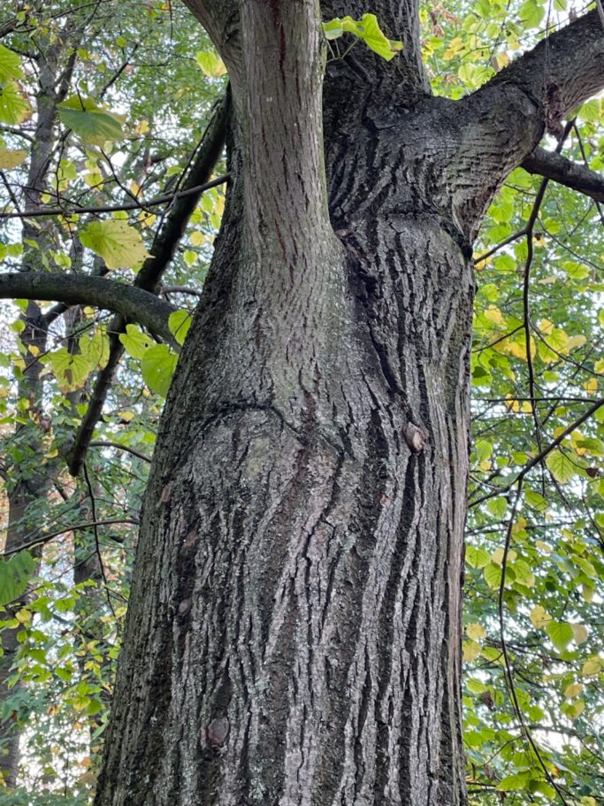 Baumgesicht
