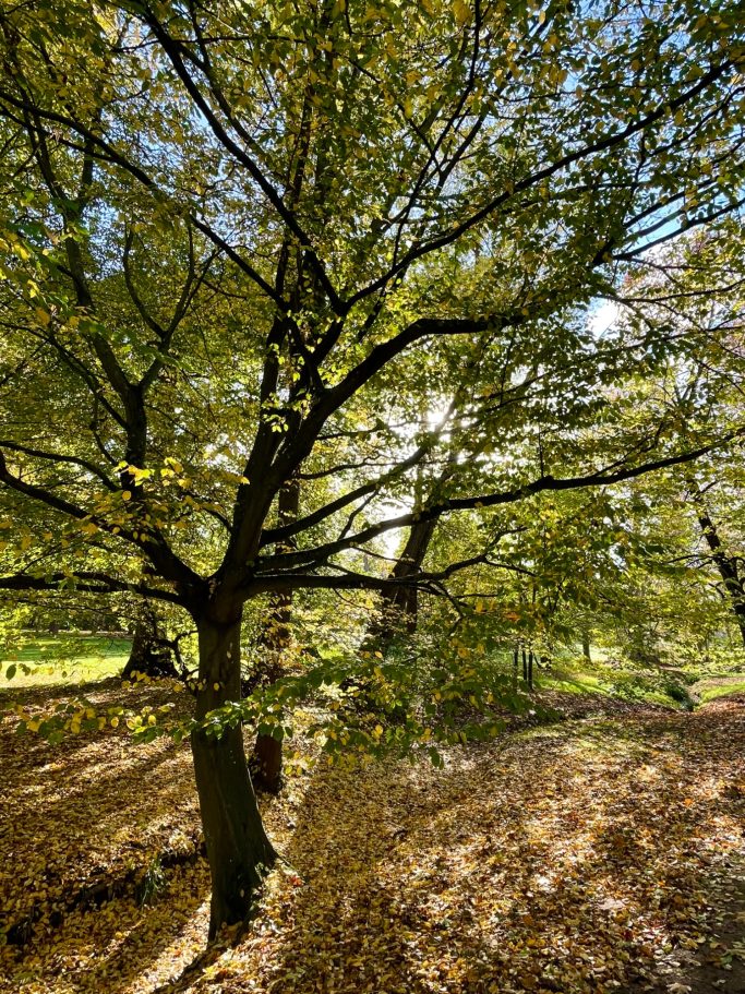 Baum