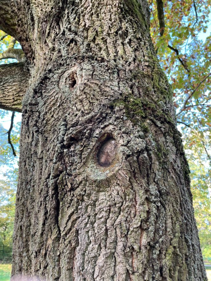 Baum mit Astlöchern